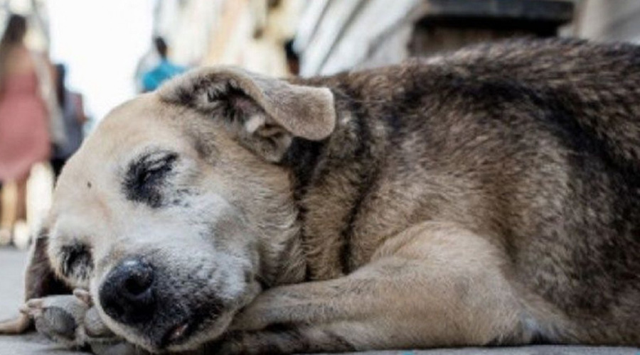 Envenenamiento masivo de perros en Puebla indigna en redes | El Imparcial de Oaxaca