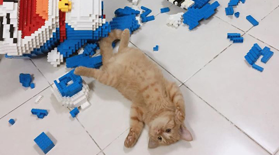 ¡Agarren al minino! Gato destruye figura hecha con dos mil piezas de Lego