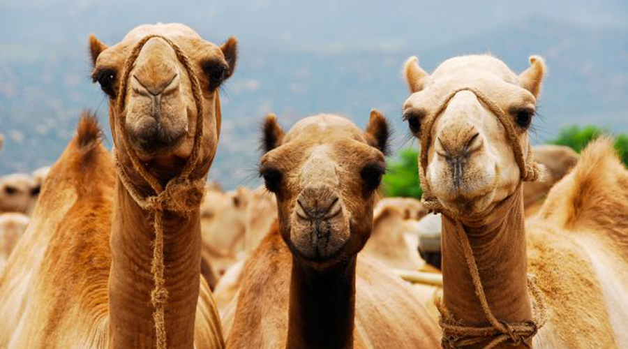 Al menos 10 mil camellos serán sacrificados al sur de Australia | El Imparcial de Oaxaca