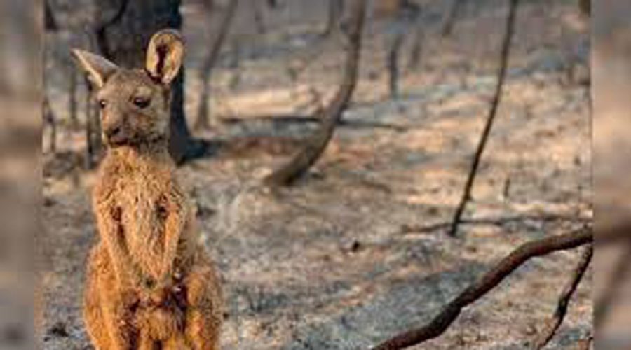 Video: Incendios forestales terminan con la vida de los Koalas; los declaran”funcionalmente” extintos