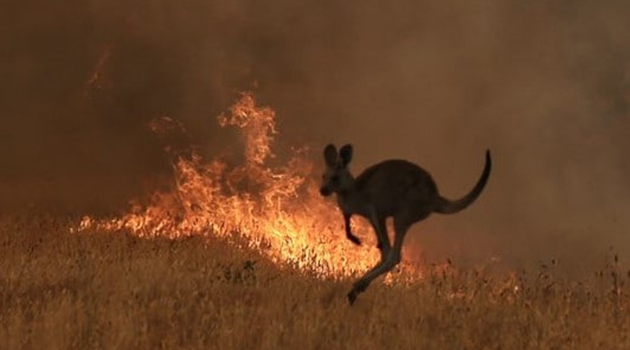 Video: Lamentables imágenes de canguros escapando de los incendios en Australia