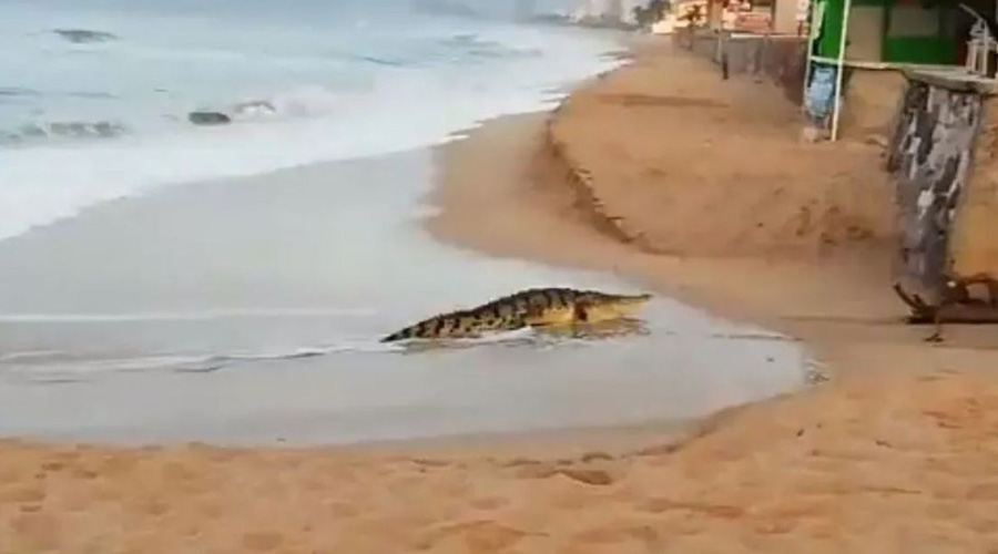 Video: Captan gigantesco cocodrilo en playa de Mazatlán | El Imparcial de Oaxaca