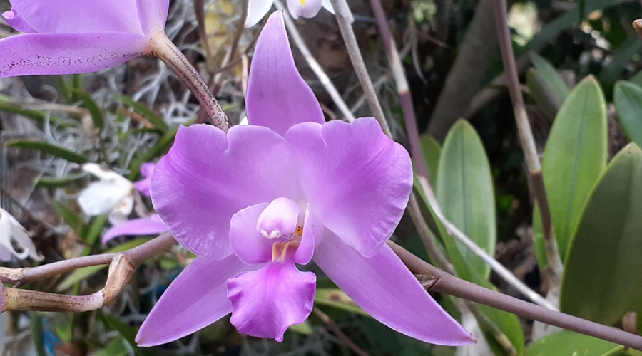 Localizan una nueva especie de orquídea en los bosques de Tlaxiaco | El  Imparcial de Oaxaca