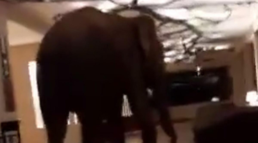 Video: Hotel de cinco estrellas tiene al mejor invitado; Un elefante que se pasea gentilmente | El Imparcial de Oaxaca