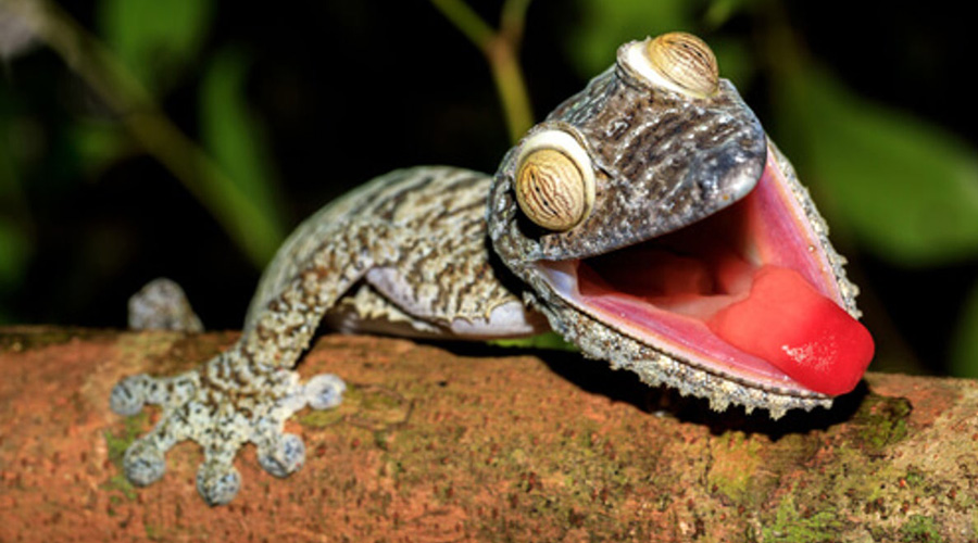 Video: Captan asombroso reptil “invisible” ¡Tienes que verlo!