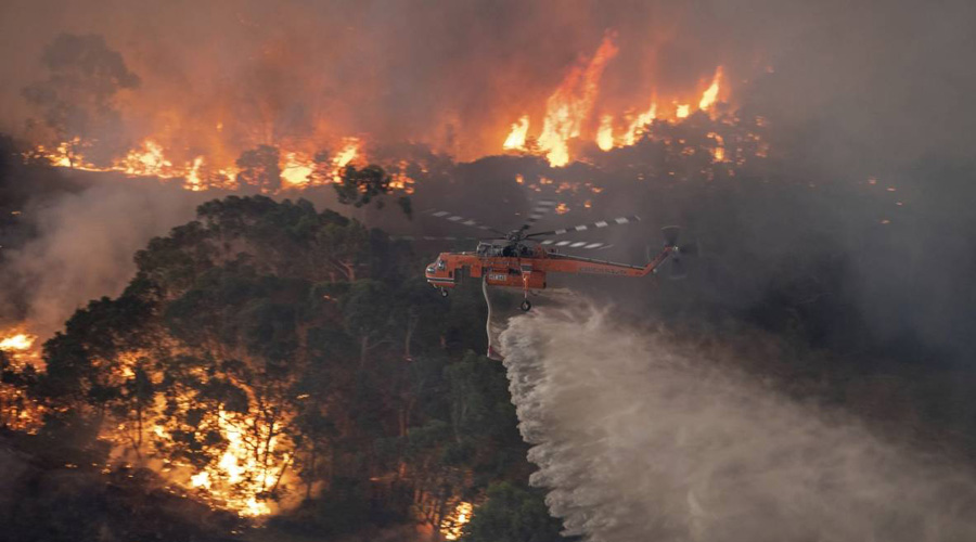 Incendios forestales han acabado con la vida de al menos 480 millones de animales | El Imparcial de Oaxaca