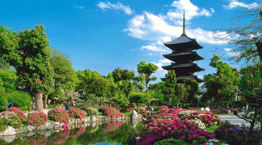 ¿Te gustaría viajar a Japón sin costo?  Una aerolínea obsequiará vuelos | El Imparcial de Oaxaca