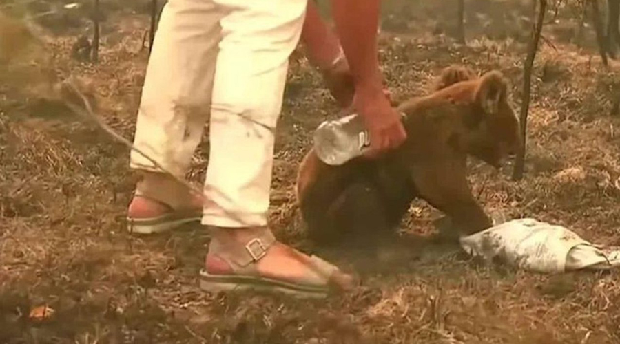 Video: Incendios forestales terminan con la vida de los Koalas; los declaran”funcionalmente” extintos