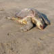 Mueren 11 tortugas rescatadas en la Costa