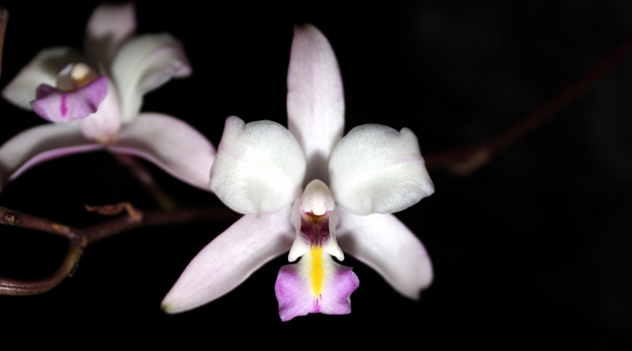 Localizan una nueva especie de orquídea en los bosques de Tlaxiaco