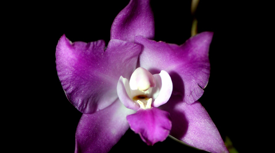 Localizan una nueva especie de orquídea en los bosques de Tlaxiaco