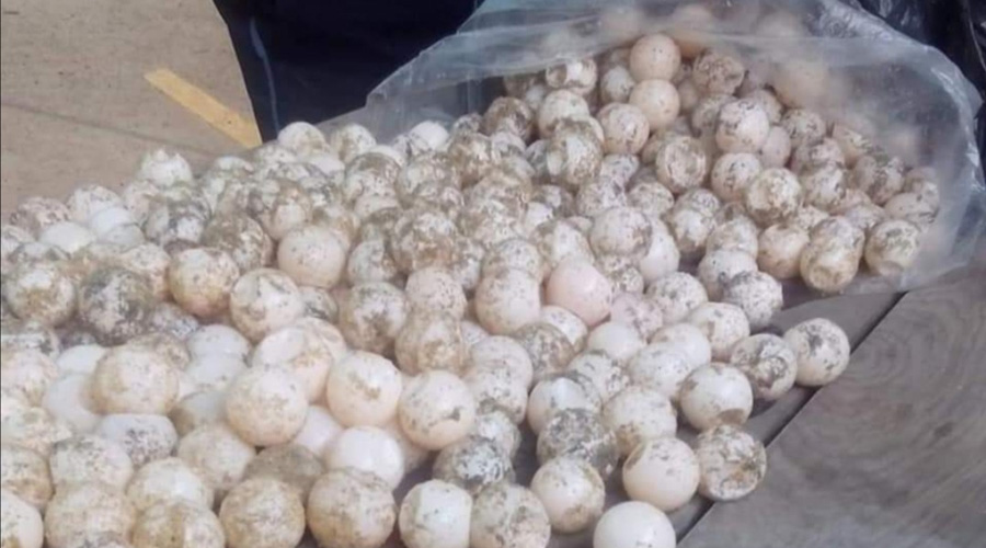 Decomisa Guardia Nacional más de dos mil huevos de tortuga en Santa María Tonameca | El Imparcial de Oaxaca