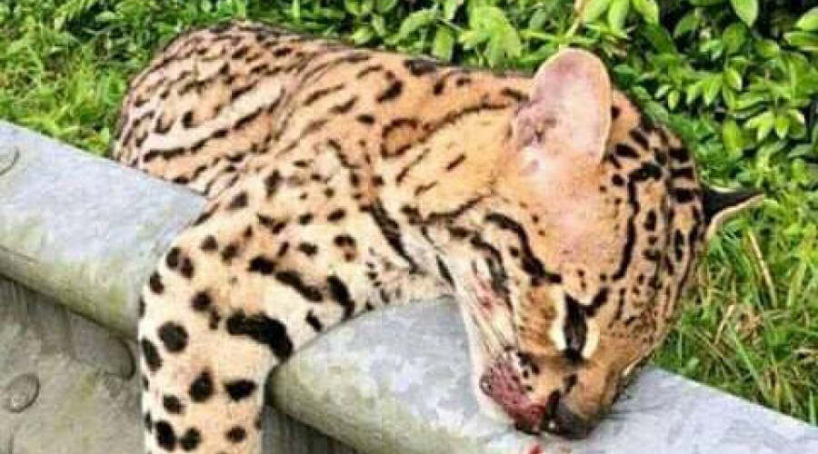 Localizan cadáver de leopardo mutilado | El Imparcial de Oaxaca
