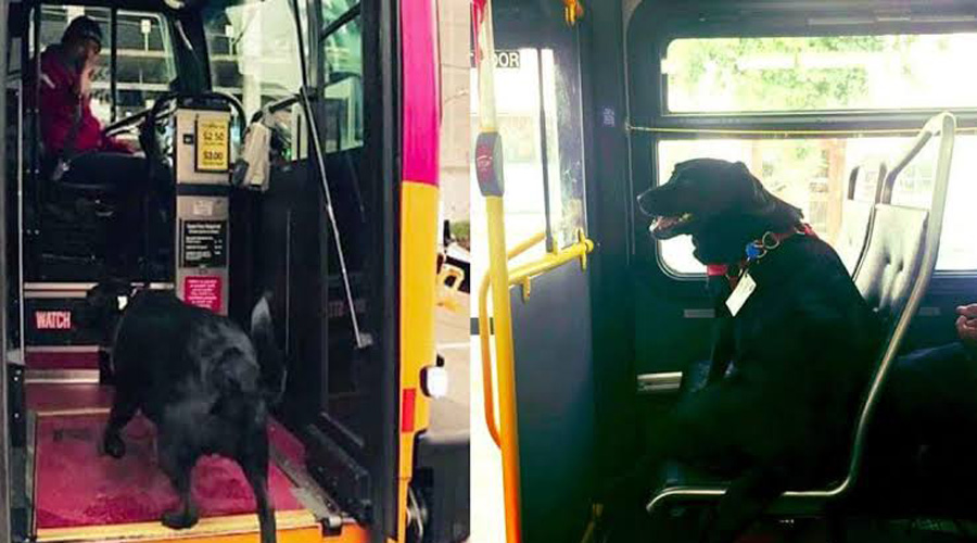 Video: Captan a Eclipse; la perrita que viaja sola en camión para ir a jugar al parque