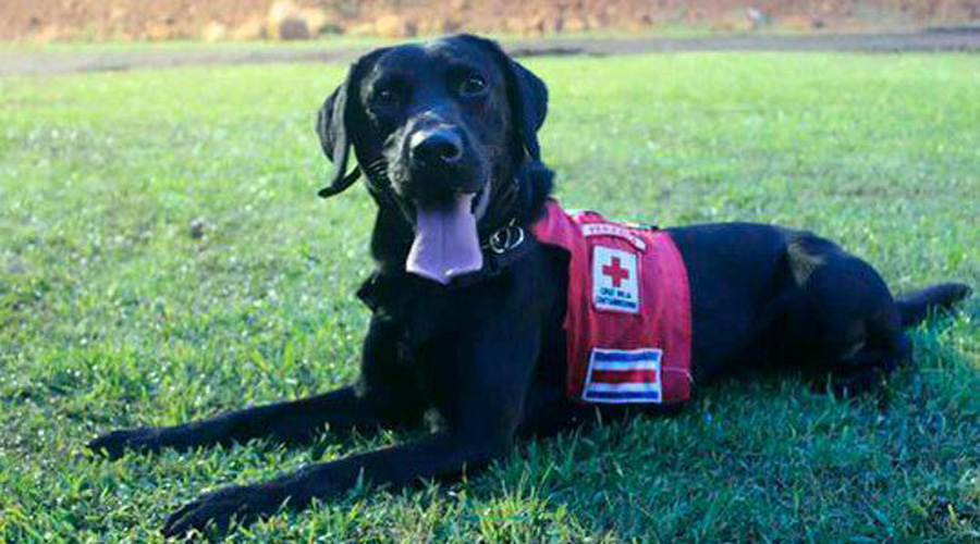 Perro labrador se retira de la Cruz Roja, tras nueve años de labor