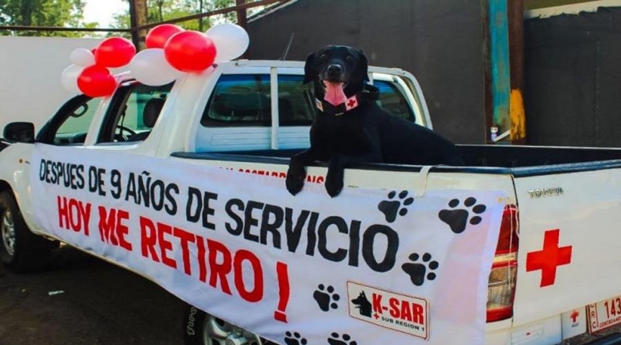 Perro labrador se retira de la Cruz Roja, tras nueve años de labor