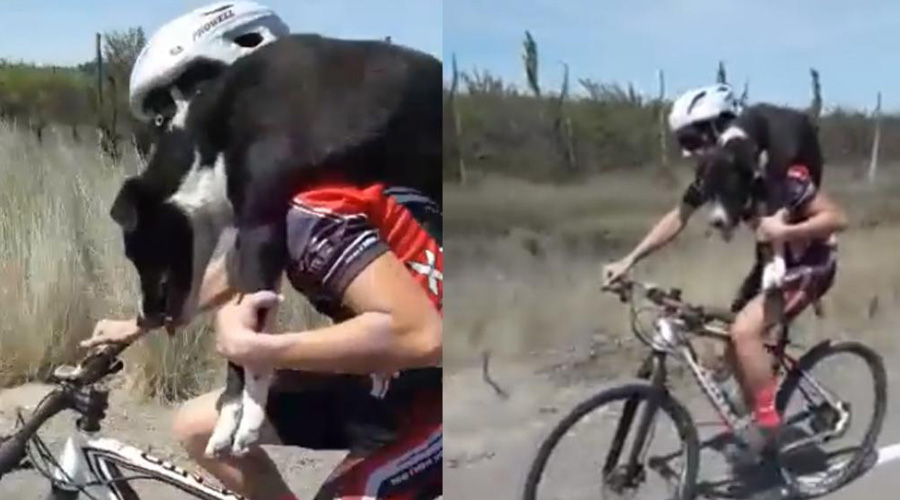 Video: Ciclista de enorme corazón rescata a perrito abandonado | El Imparcial de Oaxaca