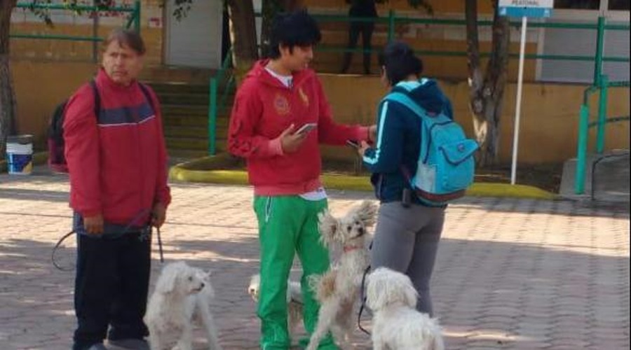 Buscan evitar aumento de perros y gatos callejeros en Huajuapan | El Imparcial de Oaxaca