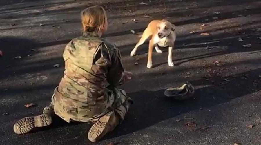 Video: Conmovedor encuentro entre militar y su perrito
