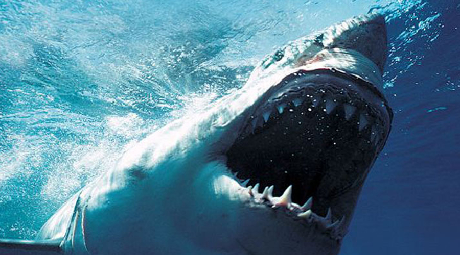 Localizan cadáver de futbolista tras ser devorado por tiburones