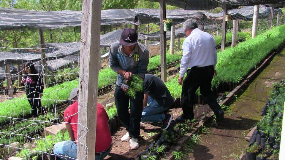 Buscan activar  vivero en Tlaxiaco | El Imparcial de Oaxaca