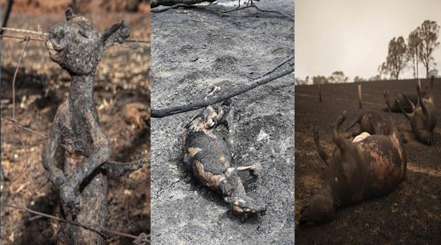 Mil millones de animales han muerto en incendios forestales de Australia | El Imparcial de Oaxaca