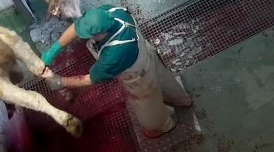 Video: Trabajador filtra imágenes fuertes de maltrato animal en un matadero | El Imparcial de Oaxaca