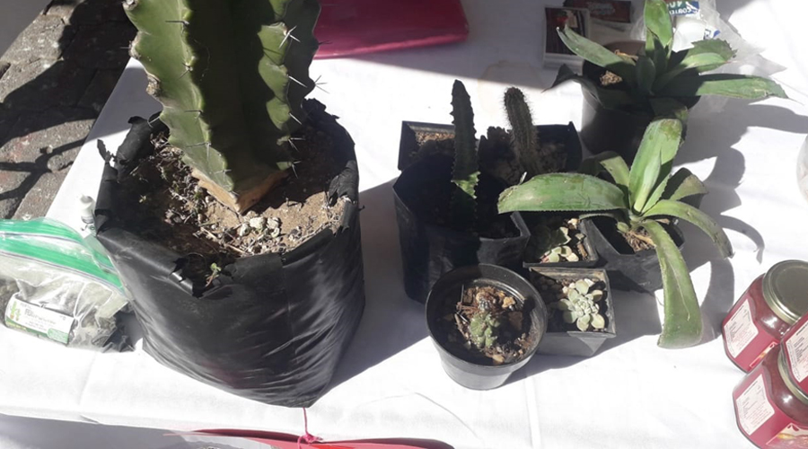 Impulsan artesanos oaxaqueño cadena productiva de la pitaya | El Imparcial de Oaxaca
