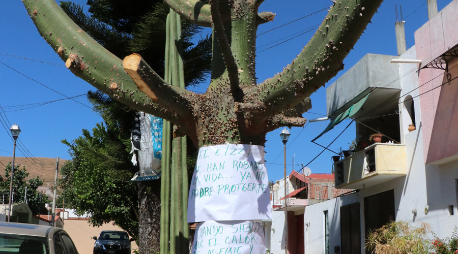 Suman más de 80 árboles dañados en la ciudad de Oaxaca