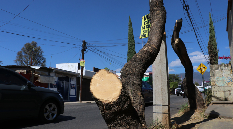 Registran más de 30 árboles dañados en la capital oaxaqueña | El Imparcial de Oaxaca