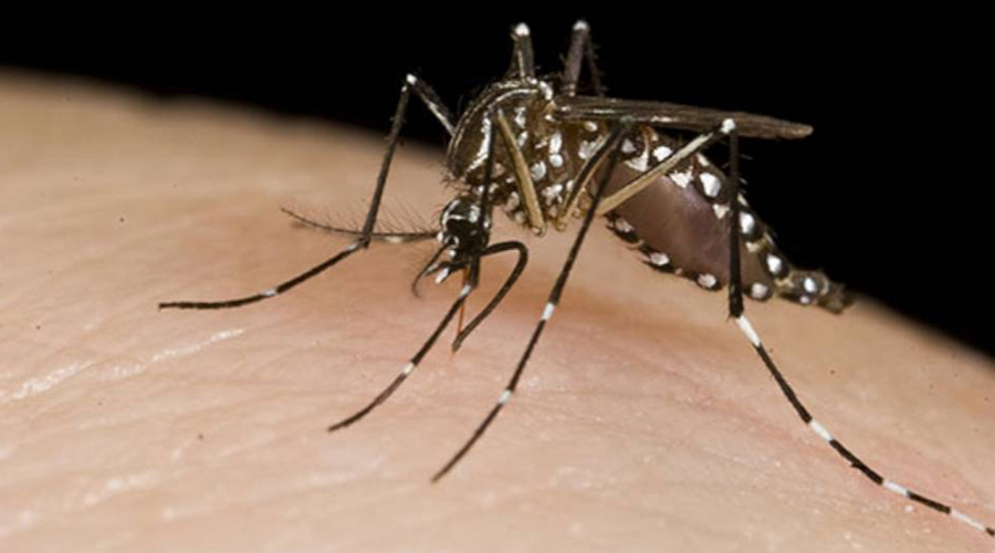 Prevén más casos de dengue este año en Oaxaca | El Imparcial de Oaxaca Prevén más casos de dengue este año en Oaxaca | El Imparcial de Oaxaca