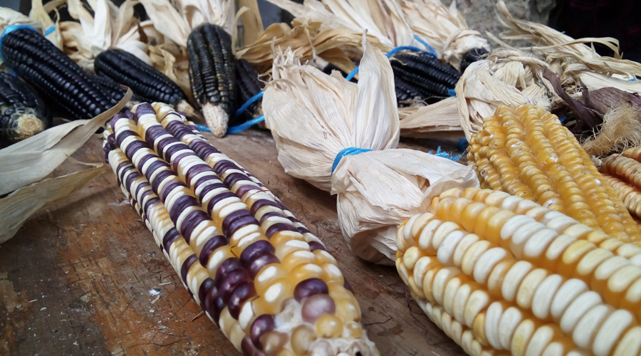 Ejes de jornada cultural sobre maíz