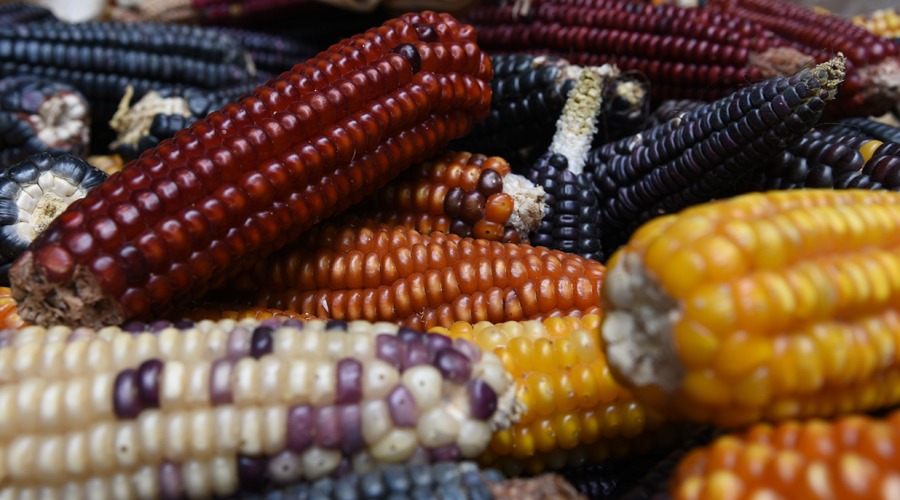 Libre comercio niega la biodiversidad del maíz