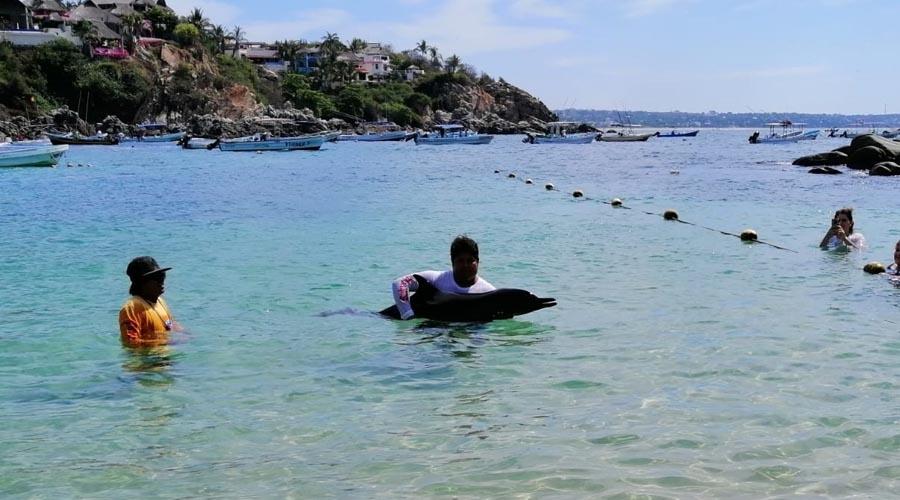 Mueren dos delfines en las playas de Puerto Escondido, Oaxaca