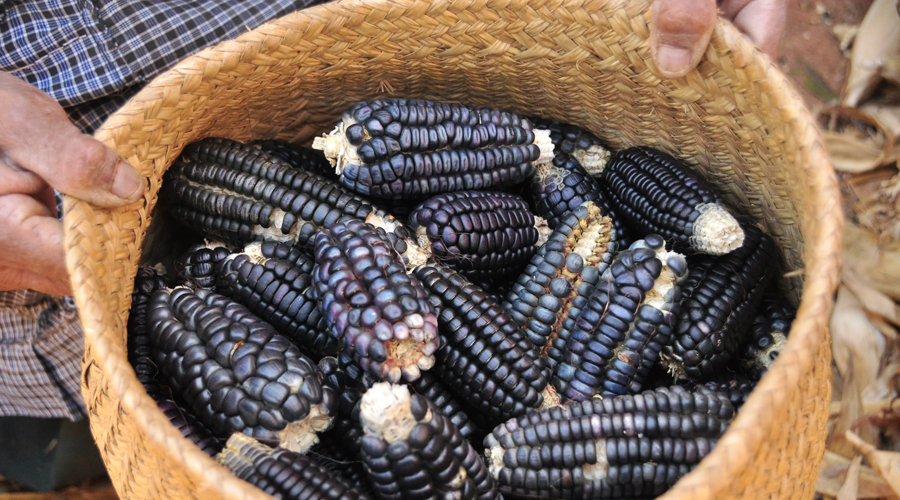 Abandonan el campo de Oaxaca; se acaba el maíz