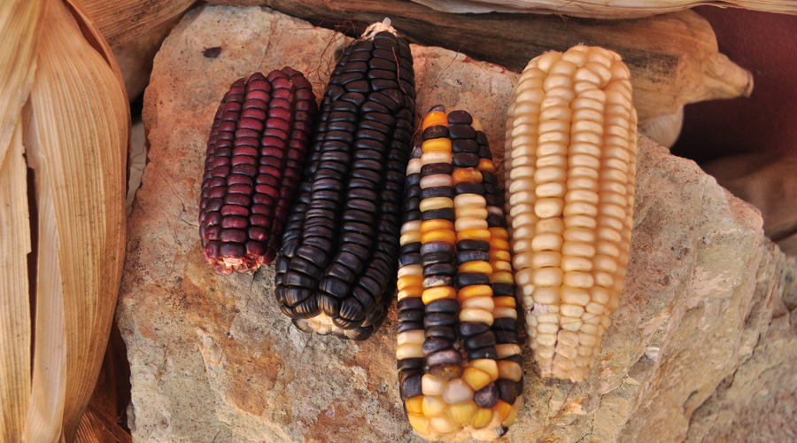 Abandonan el campo de Oaxaca; se acaba el maíz