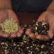 Oaxaca busca recuperar la producción de café pluma