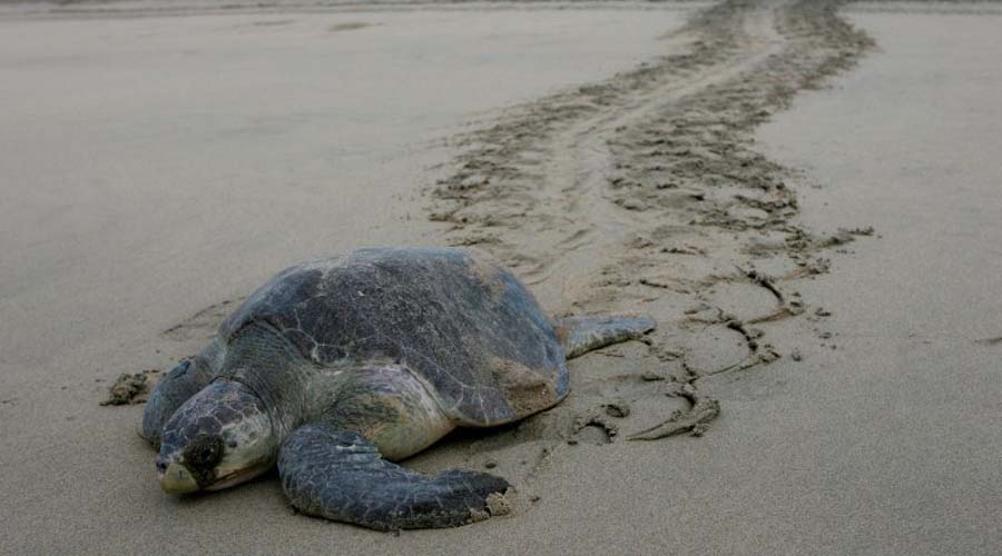VIDEO: Tortugas intoxicadas por marea roja son liberadas en Puerto Escondido | El Imparcial de Oaxaca