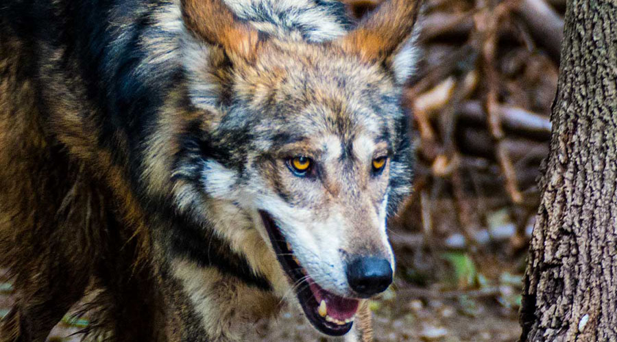 Piden donaciones para rescatar al lobo mexicano de la extinción | El Imparcial de Oaxaca