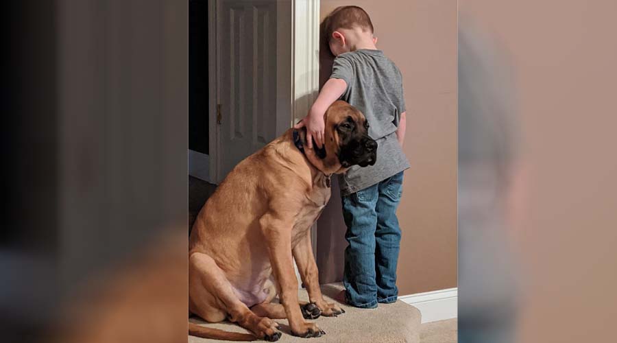 Perro demuestra que los amigos están en las buenas y en las malas | El Imparcial de Oaxaca Perro demuestra que los amigos están en las buenas y en las malas | El Imparcial de Oaxaca