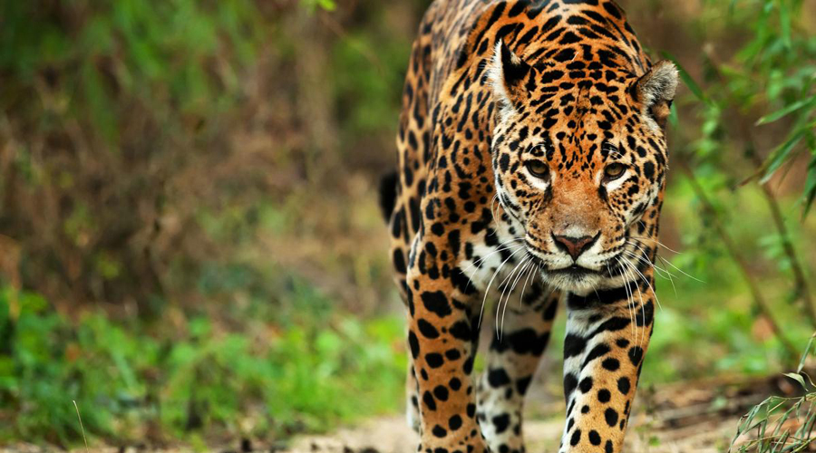 Considerar al jaguar especie en peligro, piden especialistas para su conservación