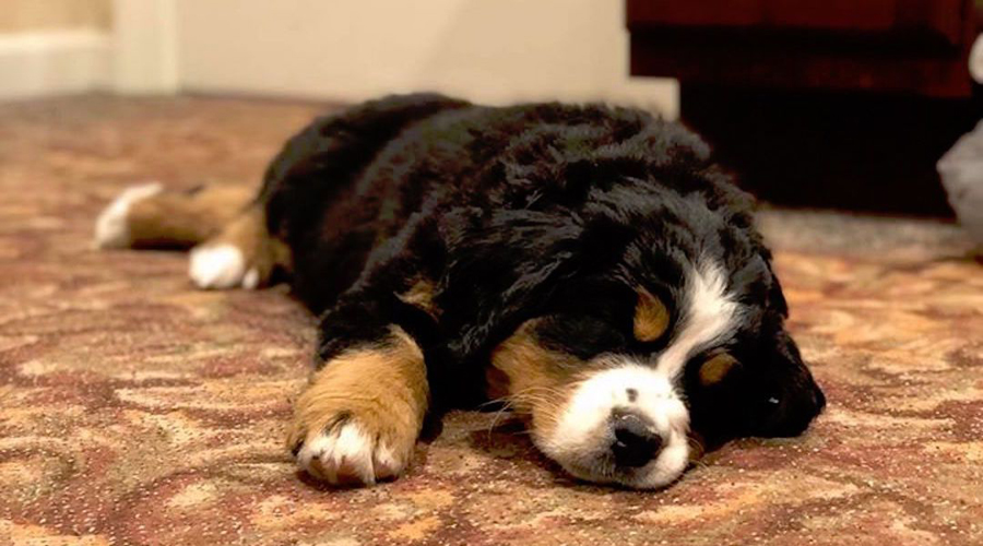 Video: Funeraria recluta a tierno cachorro para consolar a familias en duelo