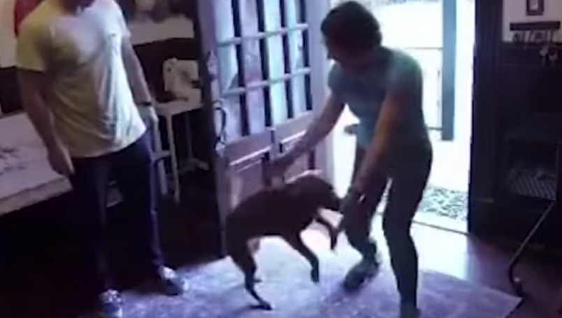 Video: La tierna reacción de un perro al ver después de un año a su dueña astronauta | El Imparcial de Oaxaca