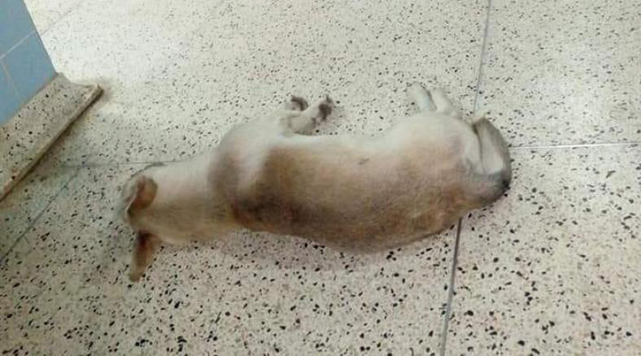 “Chato”, el perro que lleva un mes esperando a su dueño a fuera de un hospital | El Imparcial de Oaxaca