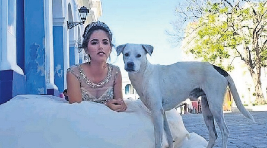 Perrito callejero posa en sesión fotográfica de quinceañera | El Imparcial de Oaxaca