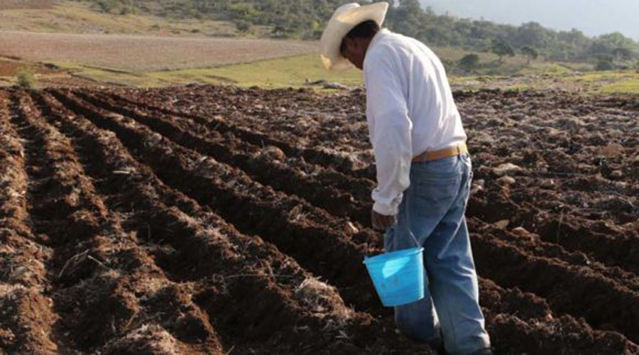 Se reduce el número de cultivos en el campo oaxaqueño | El Imparcial de Oaxaca