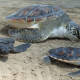 Liberan a tortugas afectadas por marea roja