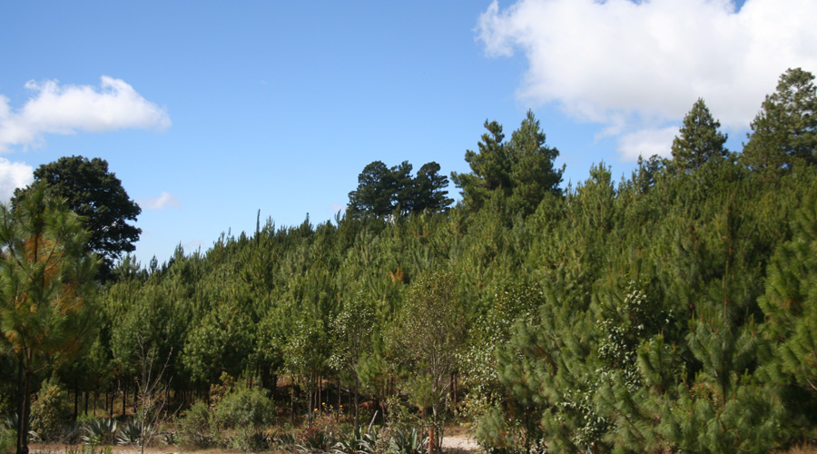Presentan iniciativa para actualizar la Ley Forestal de Oaxaca | El Imparcial de Oaxaca Presentan iniciativa para actualizar la Ley Forestal de Oaxaca | El Imparcial de Oaxaca
