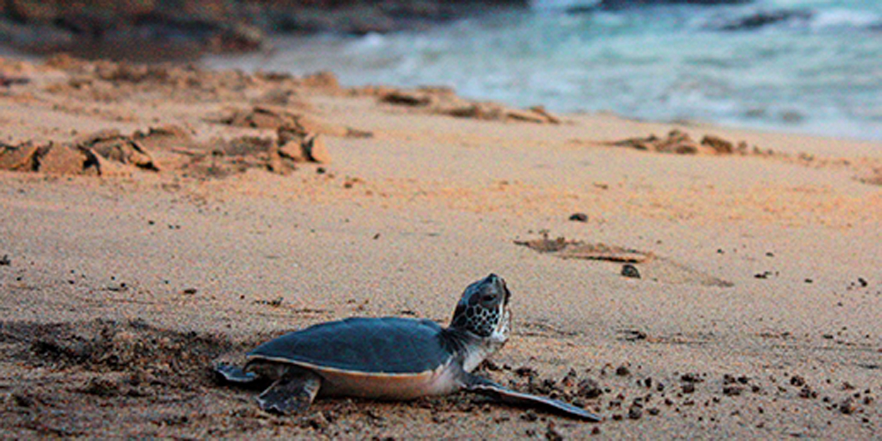 Cierran Centro Mexicano de la Tortuga en Mazunte por Covid-19 | El Imparcial de Oaxaca Cierran Centro Mexicano de la Tortuga en Mazunte por Covid-19 | El Imparcial de Oaxaca