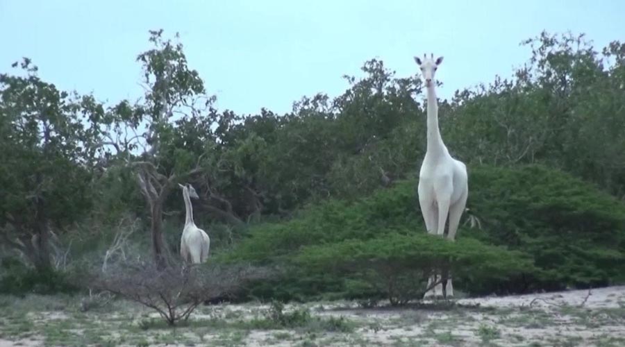 Cazadores matan a las únicas jirafas blancas de Kenia | El Imparcial de Oaxaca